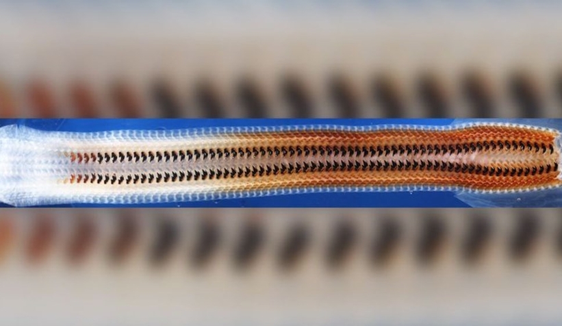 Demirden dişi olan bir canlı keşfedildi