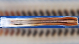 Demirden dişi olan bir canlı keşfedildi