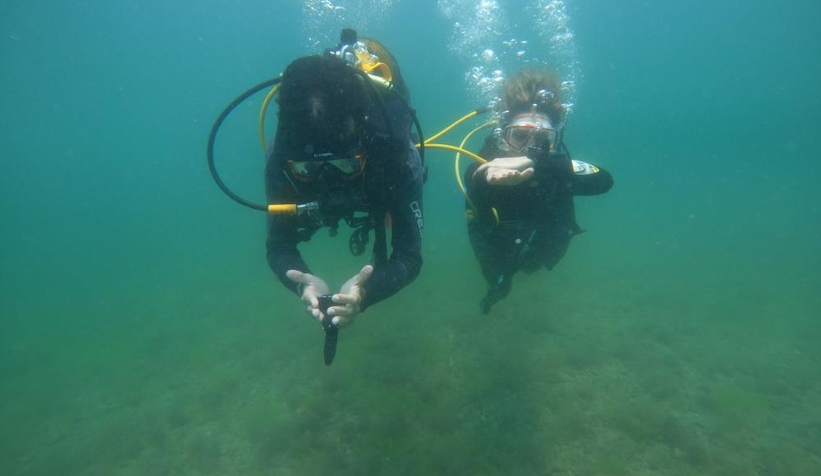 Deniz salyası istilası dalgıçları Karadeniz’e yönlendirdi