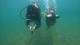 Deniz salyası istilası dalgıçları Karadeniz’e yönlendirdi