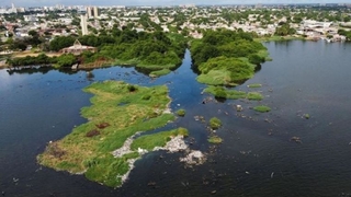 Deniz yosunundan elektrik akımı elde eden bir yöntem geliştirildi