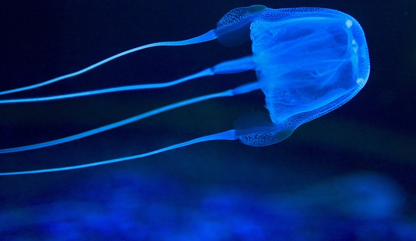 Denizanasına temas eden genç öldü