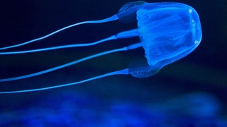 Denizanasına temas eden genç öldü