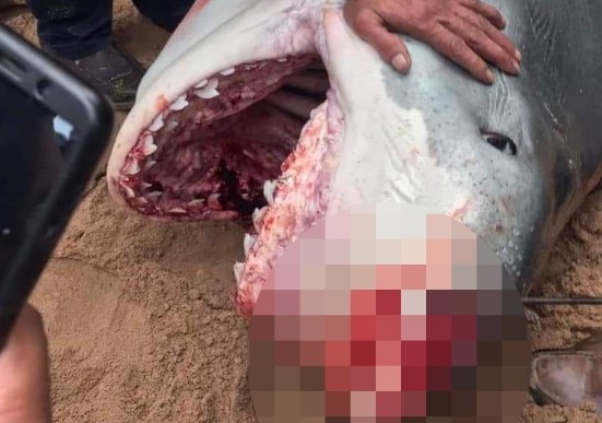 Denizde dehşet anları; Köpekbalığı saldırısına uğrayan turist öldü