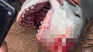 Denizde dehşet anları; Köpekbalığı saldırısına uğrayan turist öldü