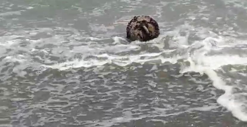 Denizden çıkan cisim korkuttu