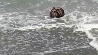 Denizden çıkan cisim korkuttu