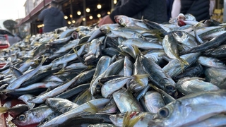 Denizden istavrit fışkırıyor