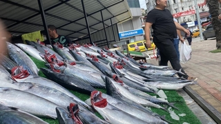 Denizden palamut fışkırdı