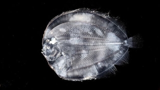 Denizin derinliklerinde keşfedilen tuhaf canlılar görenleri şok etti