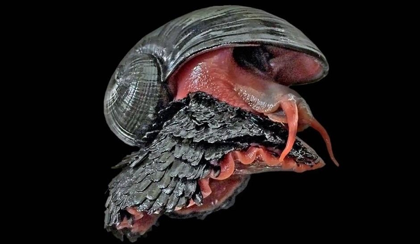 Denizin dibinden çıktı herkes şaştı