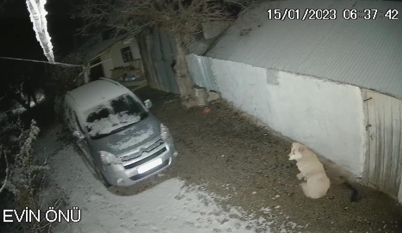  Depreme uykusunda yakalanan köpeğin o anları kamerada