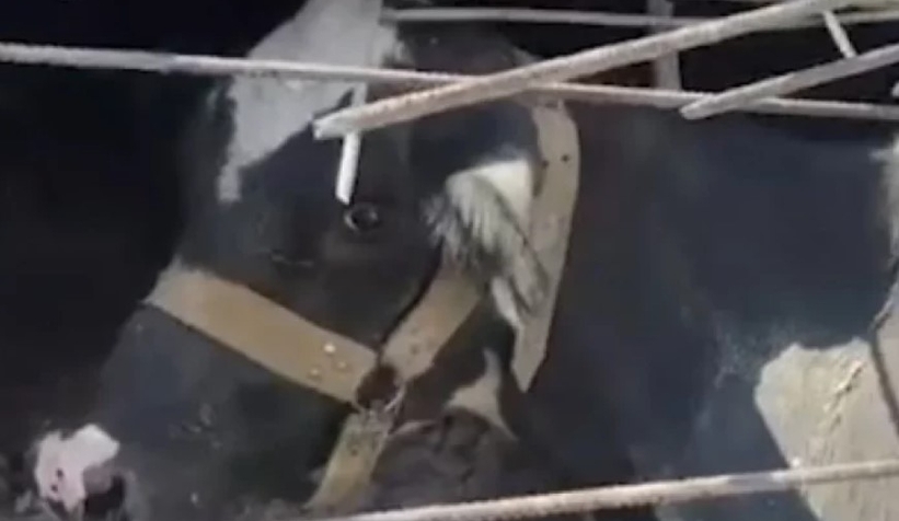Depremin 17. gününde enkazdan bir inek canlı çıkarıldı
