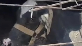 Depremin 17. gününde enkazdan bir inek canlı çıkarıldı