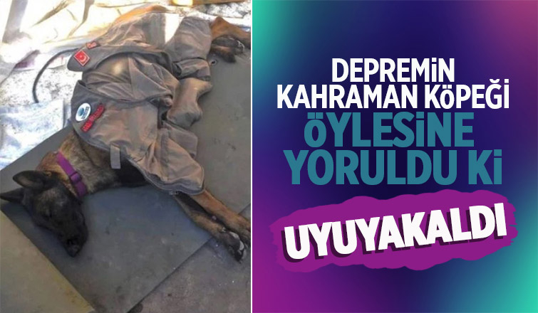 Depremin kahraman köpeklerinden biri