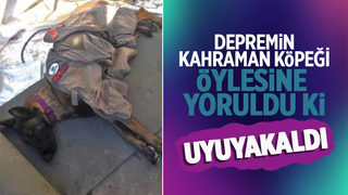 Depremin kahraman köpeklerinden biri