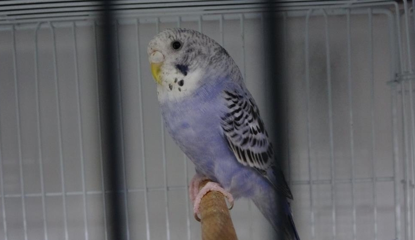 Depremler kuş satışlarını patlattı