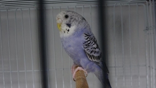 Depremler kuş satışlarını patlattı