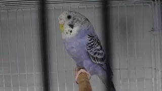 Depremler kuş satışlarını patlattı