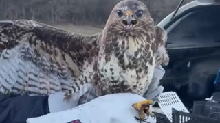 Depresif kartal rehabilite edildi