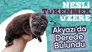 Derede nesli tükenmek üzere olan su samuru buldular