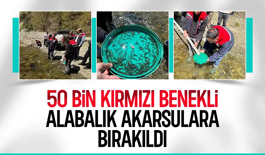 Derelere 50 bin kırmızı benekli alabalık yavrusu bırakıldı