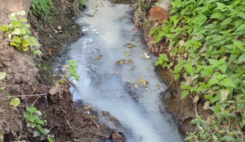Derenin rengi beyaza döndü