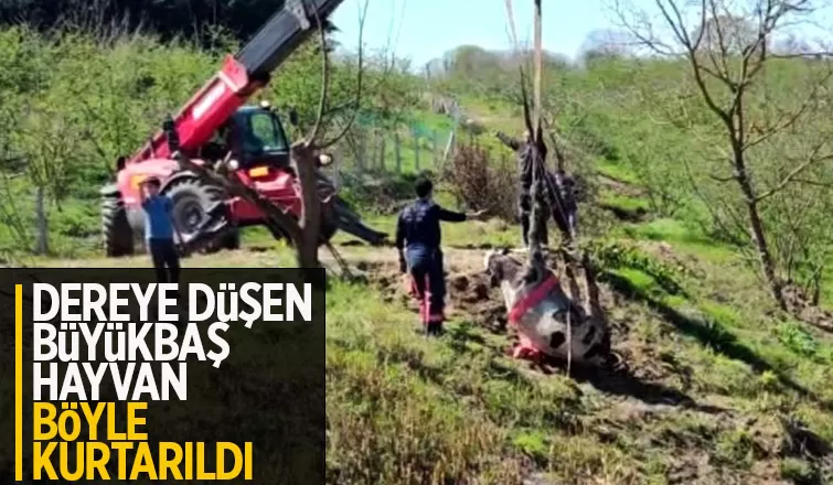 Dereye düşen büyükbaş hayvan kurtarıldı