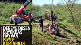 Dereye düşen büyükbaş hayvan kurtarıldı