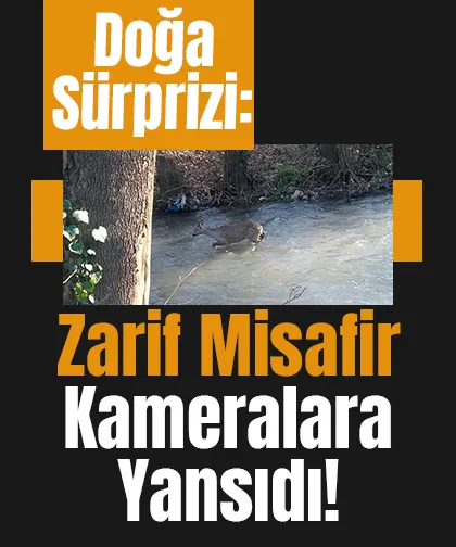 Dereye inen Karaca böyle görüntülendi