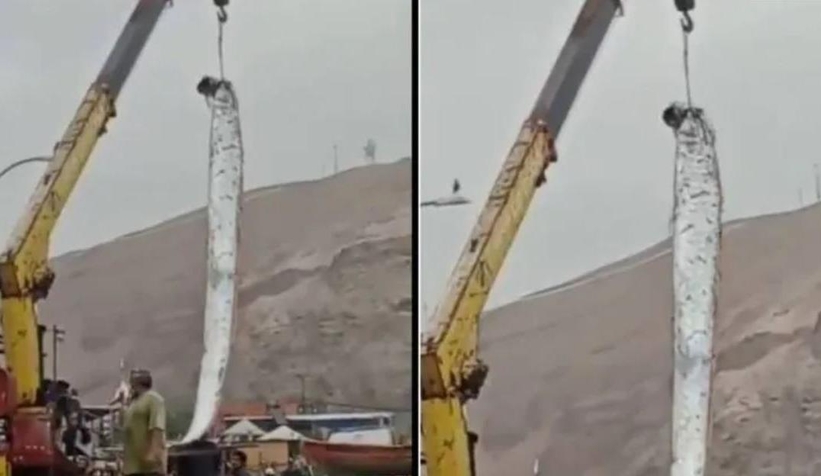 Dev balık yakalandı; Vinçle çıkardılar