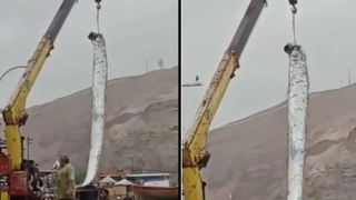 Dev balık yakalandı; Vinçle çıkardılar