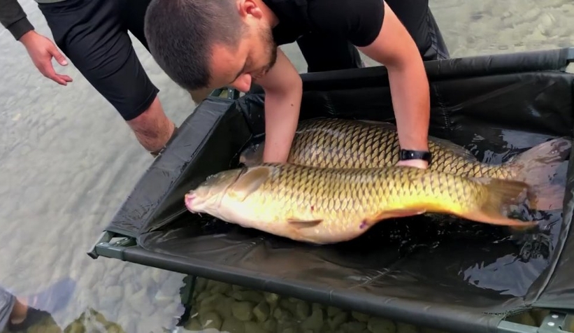 Dev balıkları yakalayıp suya geri bıraktılar