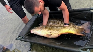 Dev balıkları yakalayıp suya geri bıraktılar