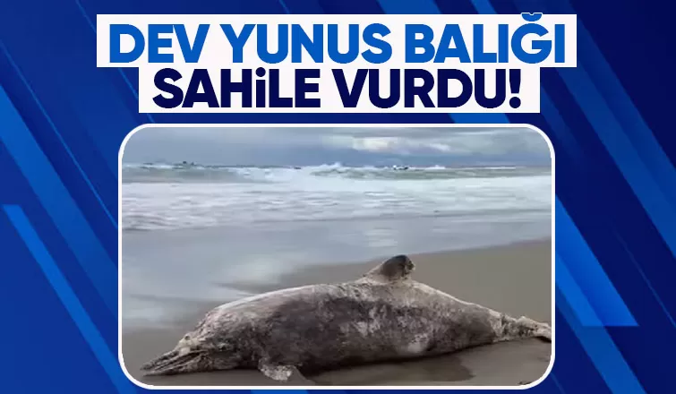 Dev boyutlarlardaki yunus balığı kıyıya vurdu
