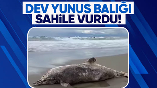 Dev boyutlarlardaki yunus balığı kıyıya vurdu
