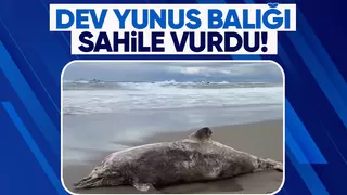 Dev boyutlarlardaki yunus balığı kıyıya vurdu