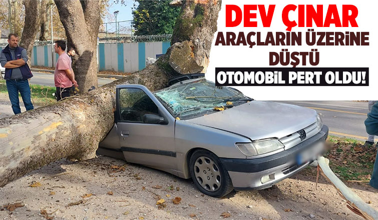 Dev çınar ağacı parktaki ağaçların üzerine tıkıldı