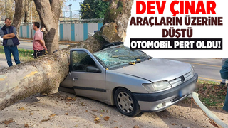 Dev çınar ağacı parktaki ağaçların üzerine tıkıldı