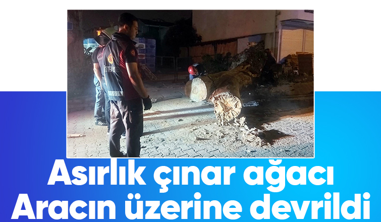 Dev çınar aracın üzerine devrildi