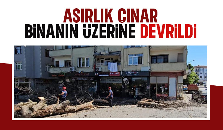 Dev çınar binanın üzerine devrildi