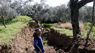 Dev fay yarıkları ve çukurlar ağaçları yuttu