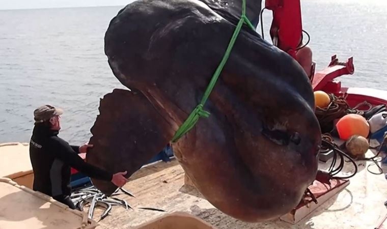 Dev güneş balığı oltaya takıldı