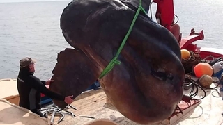 Dev güneş balığı oltaya takıldı