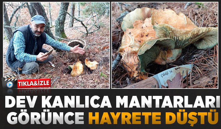 Dev kanlıca mantarları şaşırttı