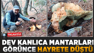 Dev kanlıca mantarları şaşırttı