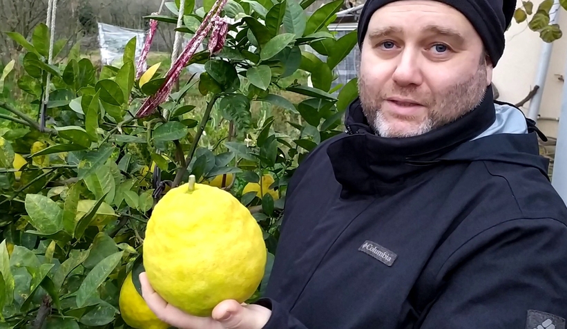 Dev limonlar görenlerin ilgisini çekiyor