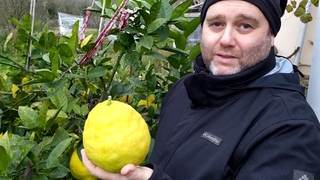 Dev limonlar görenlerin ilgisini çekiyor