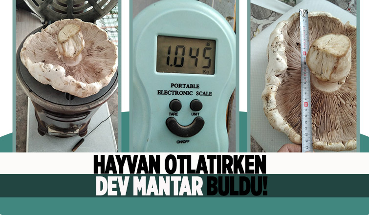Dev mantar buldu; Gördüğüne inanamadı!