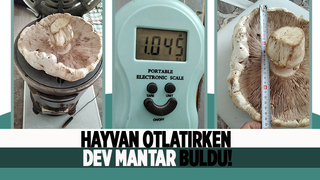 Dev mantar buldu; Gördüğüne inanamadı!